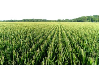 Tillable & Wooded Farmland in Allen County, Indiana - LAND AUCTION - 184+/- ACRES OFFERED IN 3 TRACTS IN ALLEN COUNTY, INDIANA